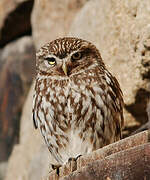 Little Owl