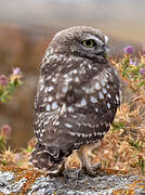 Little Owl