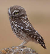 Little Owl