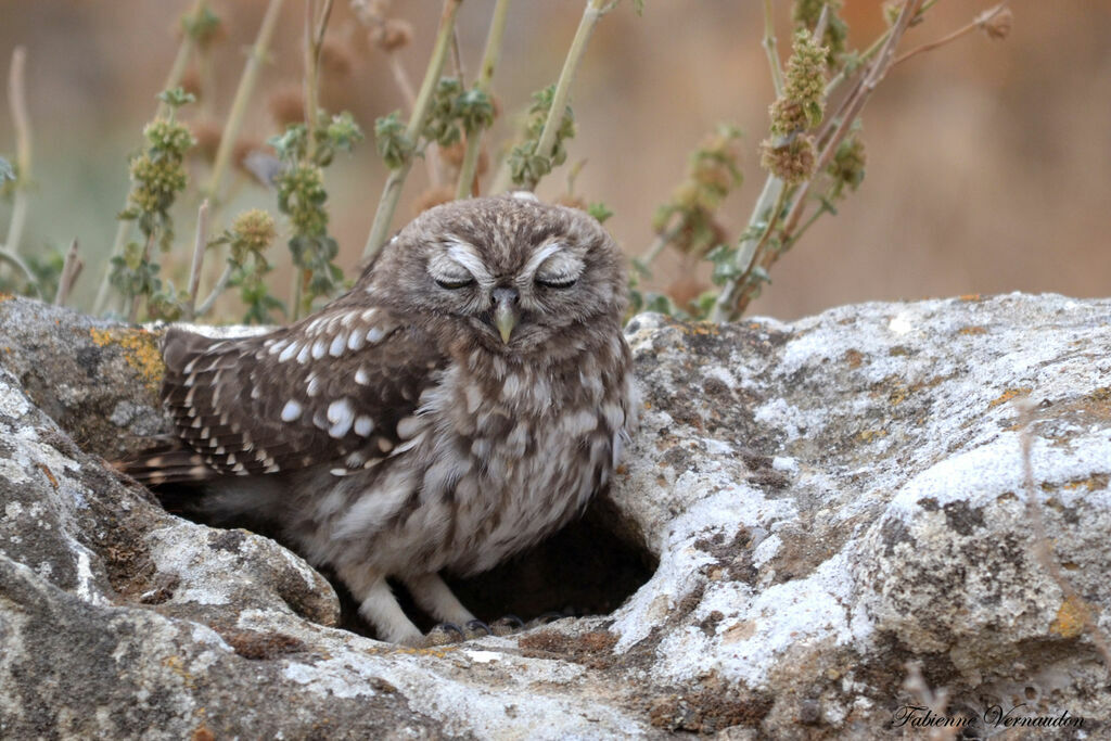 Little Owljuvenile