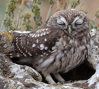 Little Owl