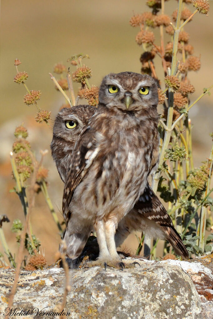 Little Owljuvenile