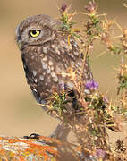 Little Owl