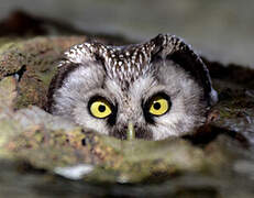 Boreal Owl