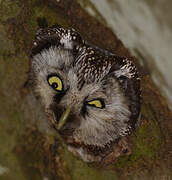 Boreal Owl