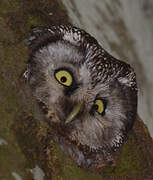 Boreal Owl