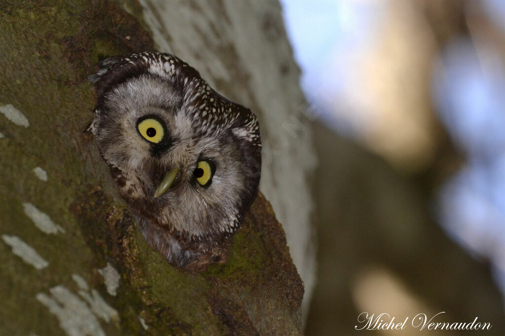 Boreal Owl female adult, Reproduction-nesting