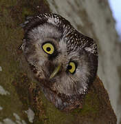 Boreal Owl