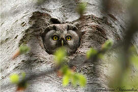 Boreal Owl