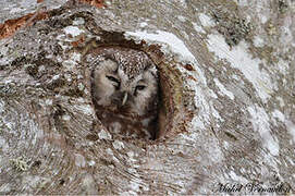 Boreal Owl