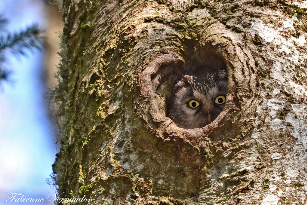 Boreal Owl female adult, Reproduction-nesting