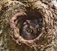 Boreal Owl