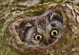 Boreal Owl