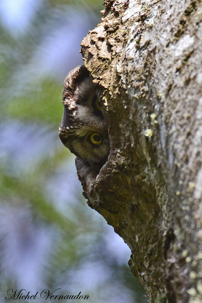 Boreal Owl female adult, Reproduction-nesting