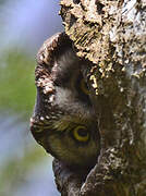 Boreal Owl