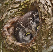 Boreal Owl