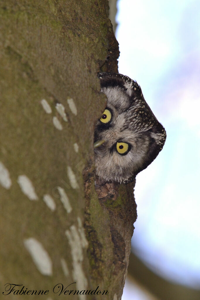 Boreal Owl female adult, Reproduction-nesting