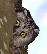 Boreal Owl