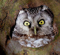 Boreal Owl