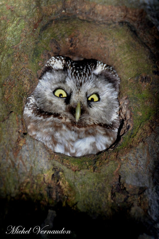 Boreal Owl female adult, Reproduction-nesting