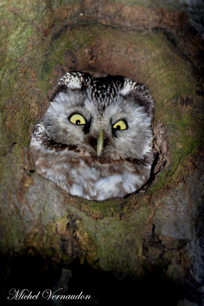 Boreal Owl female adult, Reproduction-nesting