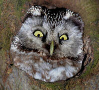 Boreal Owl