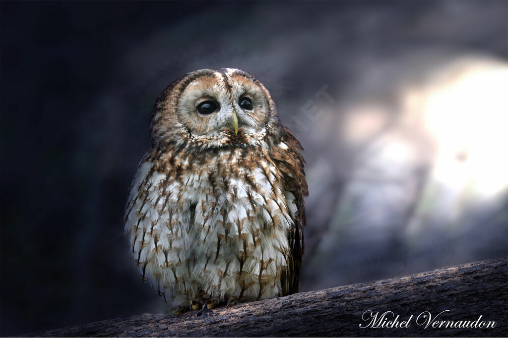 Tawny Owl