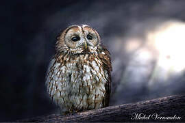 Tawny Owl