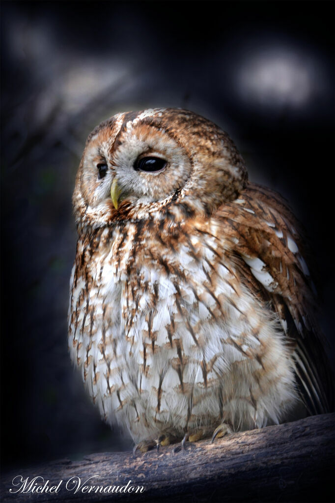 Tawny Owl