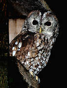 Tawny Owl