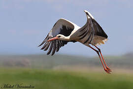 Cigogne blanche