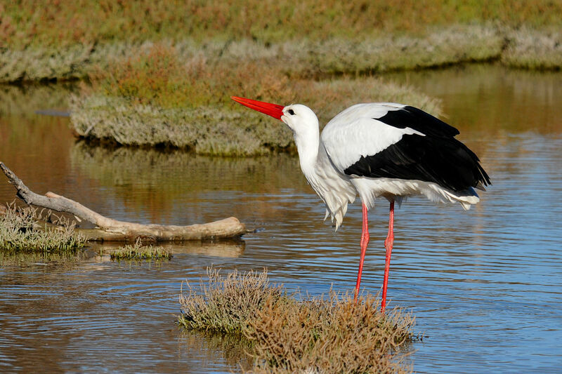 White Stork, identification, Behaviour