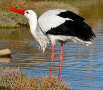 White Stork