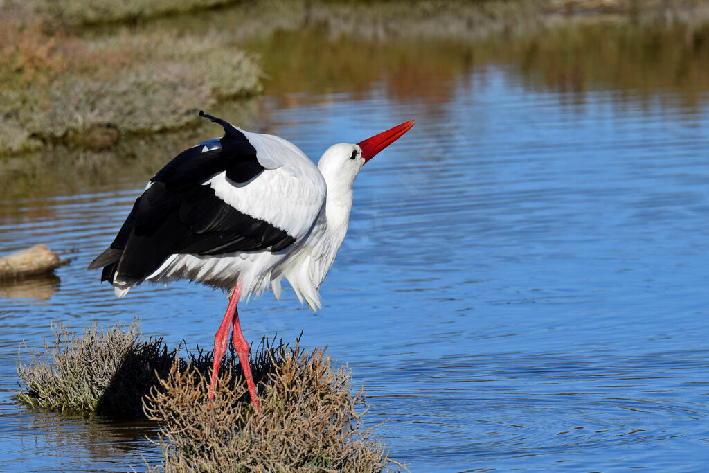 White Stork