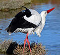 Cigogne blanche