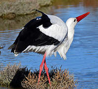 White Stork