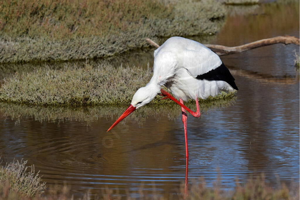 White Stork