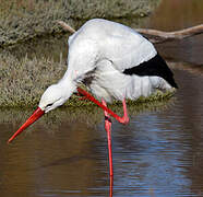 White Stork