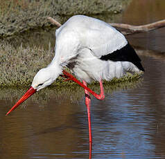 Cigogne blanche