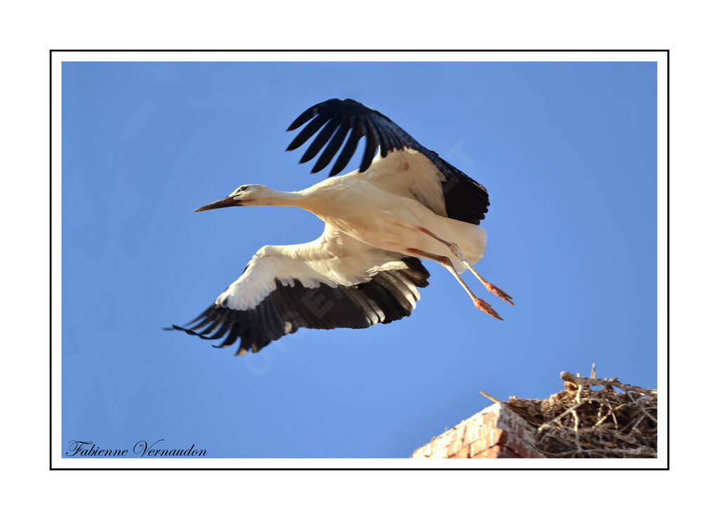 Cigogne blanche