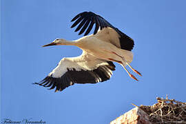 White Stork