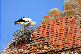 Cigogne blanche