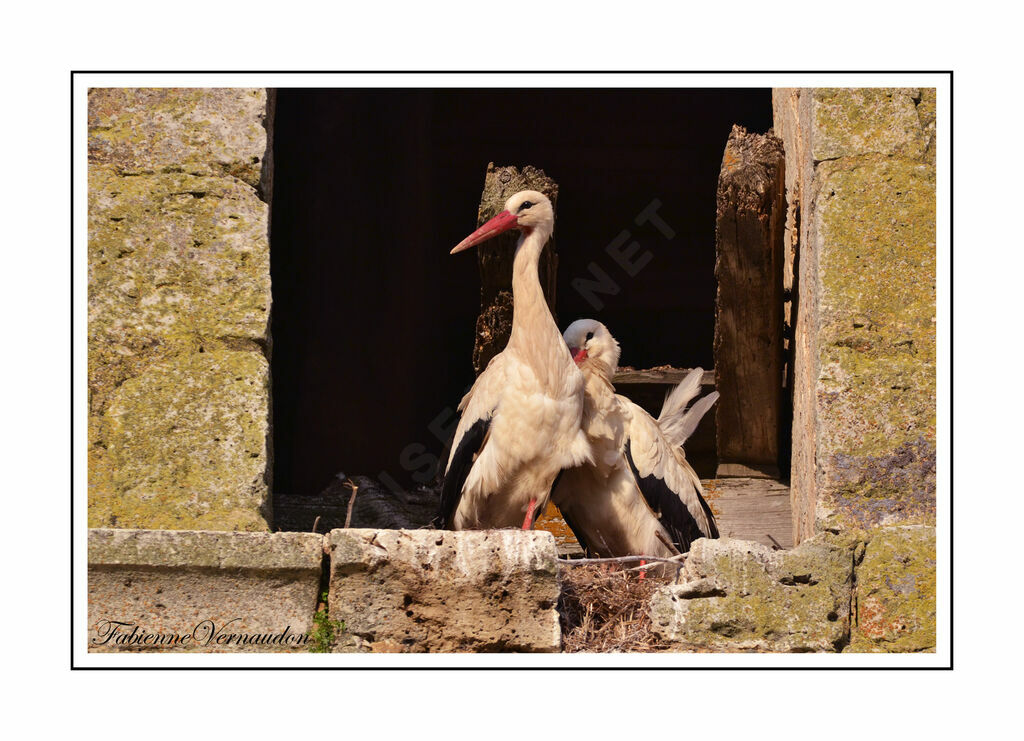 White Stork