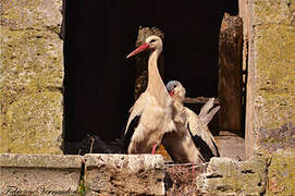 White Stork