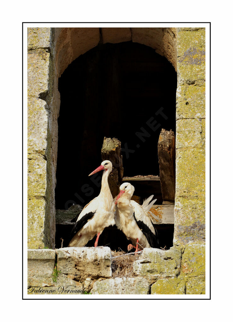 White Stork