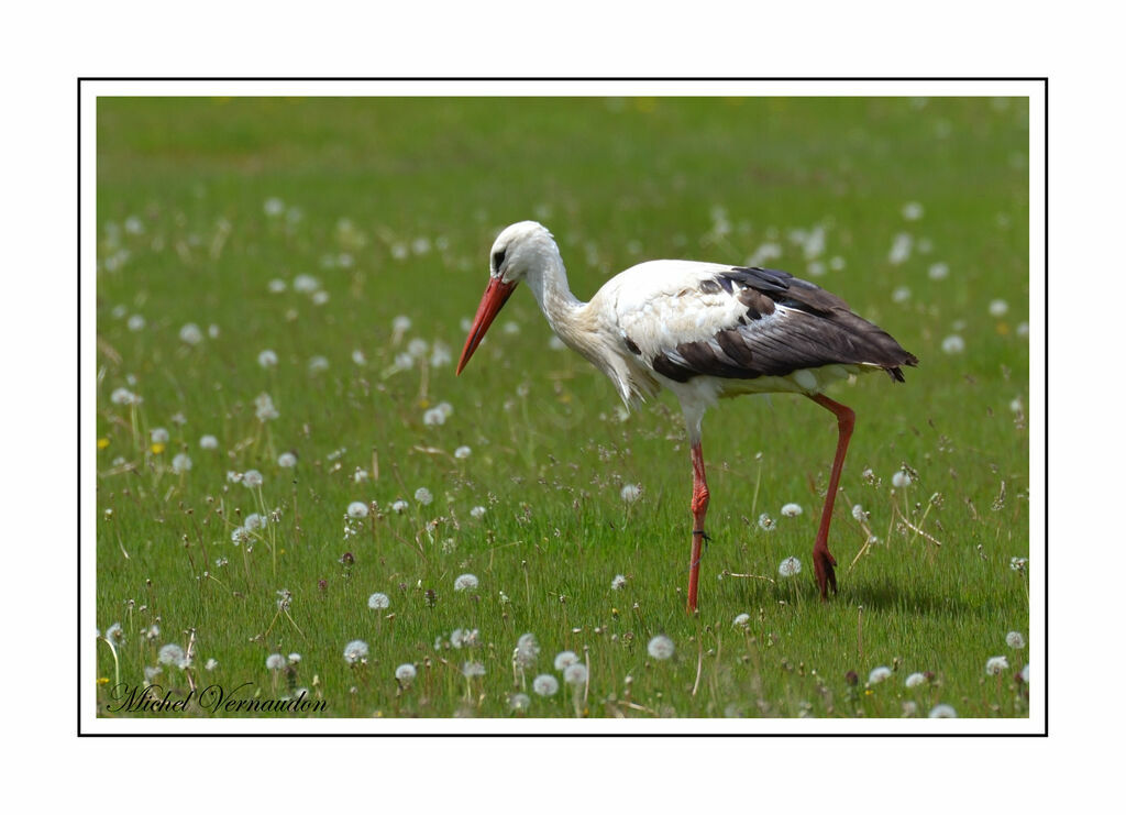 White Stork