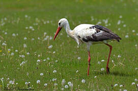 Cigogne blanche