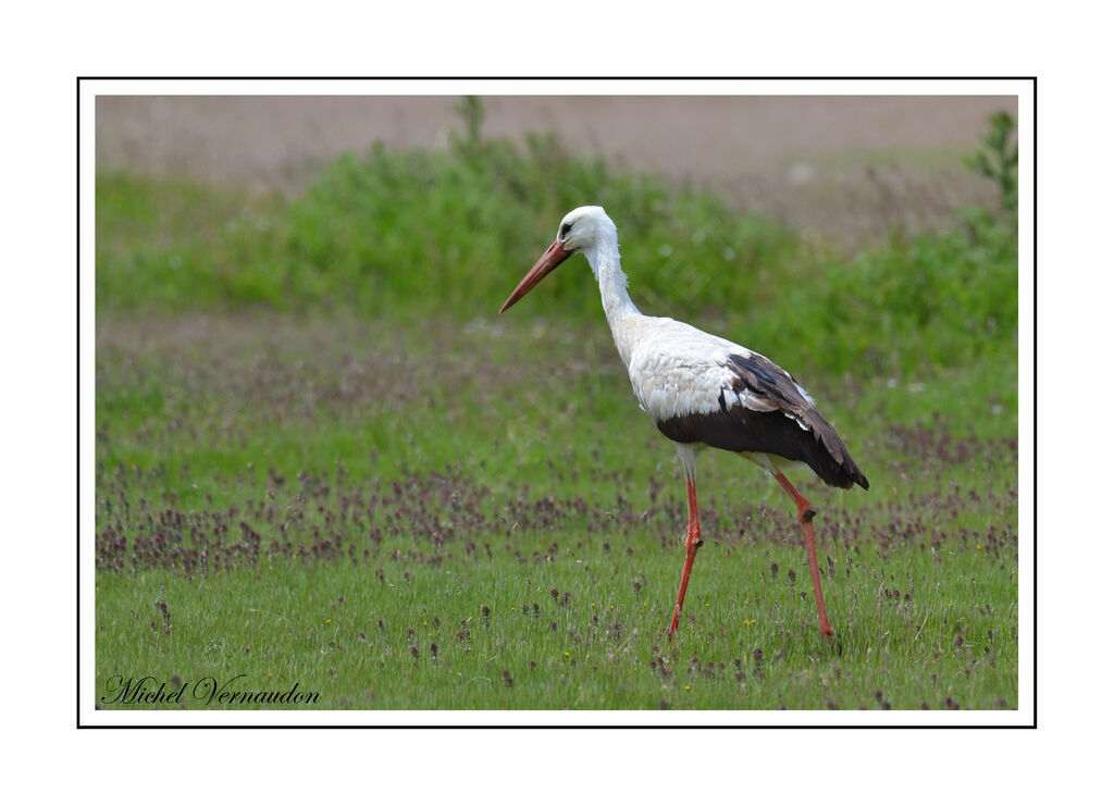 Cigogne blanche