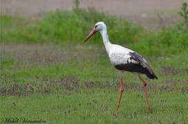 Cigogne blanche