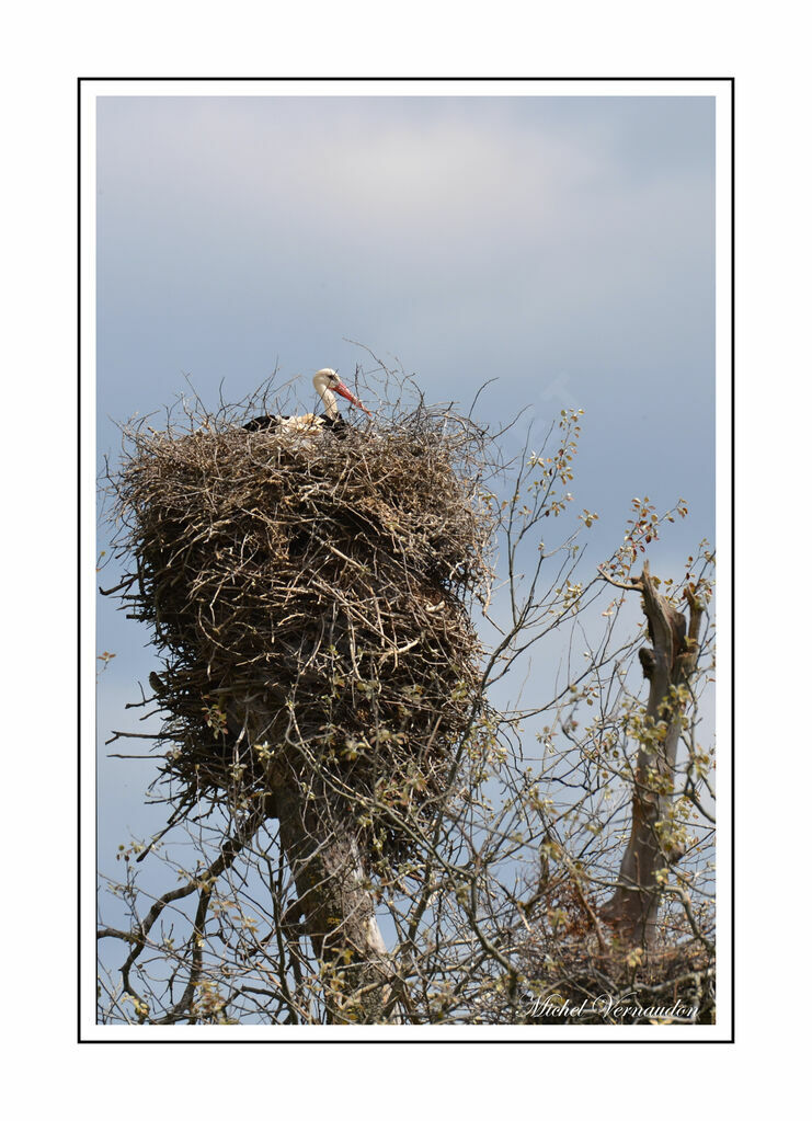 Cigogne blanche